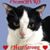 Angie McKee Page's profile image