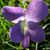Shana Bullock's profile image