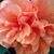 Bonnie Dye Hawley's profile image