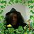 Joy Pace's profile image