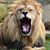 Stephanie Whitehead Stape's profile image