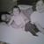Michele Dindios Hollins's profile image
