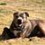 Hada Hotrod Dodge's profile image