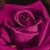 Teresa Brown de Pena's profile image