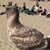 Steve Bossin's profile image
