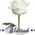 Kenntrice Dunston's profile image