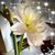 Peggy Kazmir Cross's profile image