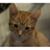 Rhonda Wilson Currier's profile image