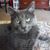 Sharon Saager Ramage's profile image