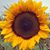 Amy D Henrichs's profile image