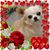 Sheila A Prince's profile image