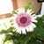 Sharon Boege's profile image