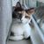 Gretchen Schwehm Abruzzo's profile image