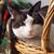 Rocky Gedling-Fuchs's profile image