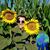 Kela Rolland Schmidt's profile image