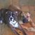 Strawder Kaela's profile image