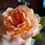 Sue Johnsen's profile image