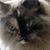 Donna Darrah's profile image