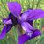 Sue Kortz's profile image