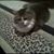 Millicent Eubanks's profile image