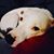 Maryelizabeth Lehman's profile image