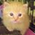Patricia Roach's profile image