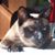 Raffy Raphaely's profile image
