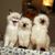 Arlene Weissman's profile image