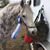Rochelle Wrisky's profile image