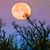 Jeanie Thomas's profile image