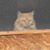 Lisa Beckham Watson's profile image