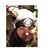 Donna Sheppard's profile image