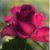 Ronda Six Garnett's profile image