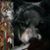 Gailey Dillon Morgan's profile image