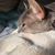 Shereine Dougherty's profile image