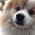 Yoshino Kumagai Watanabe's profile image