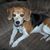 Sherri Griggs Deisher's profile image