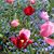 Debbie Annis Edwards's profile image