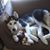 Tanya Lyon's profile image