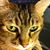 Dave Markland's profile image