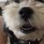 Barrington Glickman's profile image