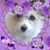 Laura Prostano's profile image