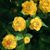 Raphia Gyles's profile image