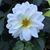Karen Morgan's profile image
