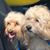 Sira Korman Schroff's profile image