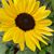 Tammie Van Wyk Warners's profile image