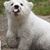 Hellebaut Fabienne's profile image