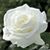 Dolores Hernandez's profile image