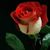 Ginger Johnson Paparello's profile image