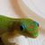 Diana Sparks's profile image